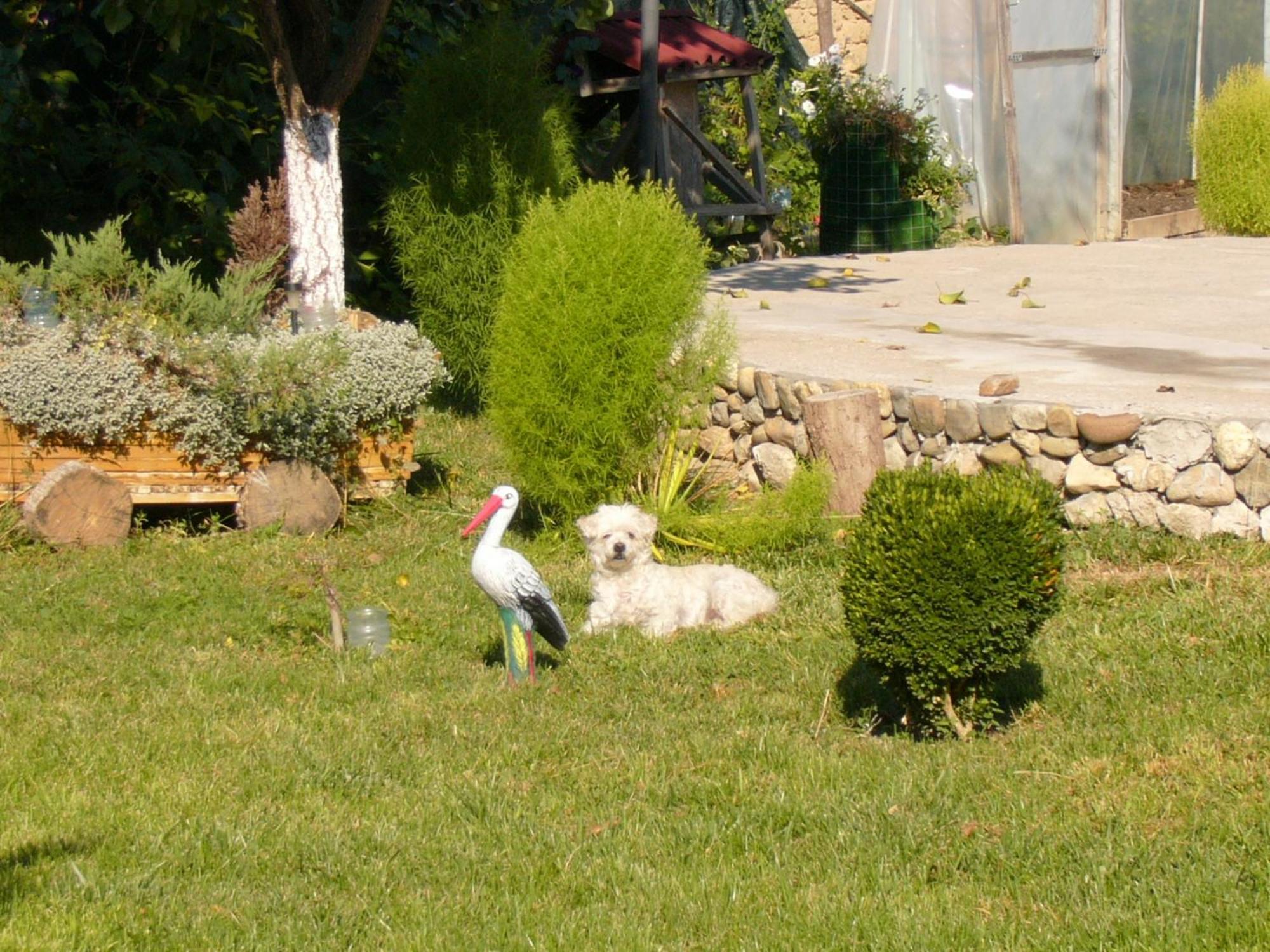 Guest House PETROVA Cherven  Extérieur photo